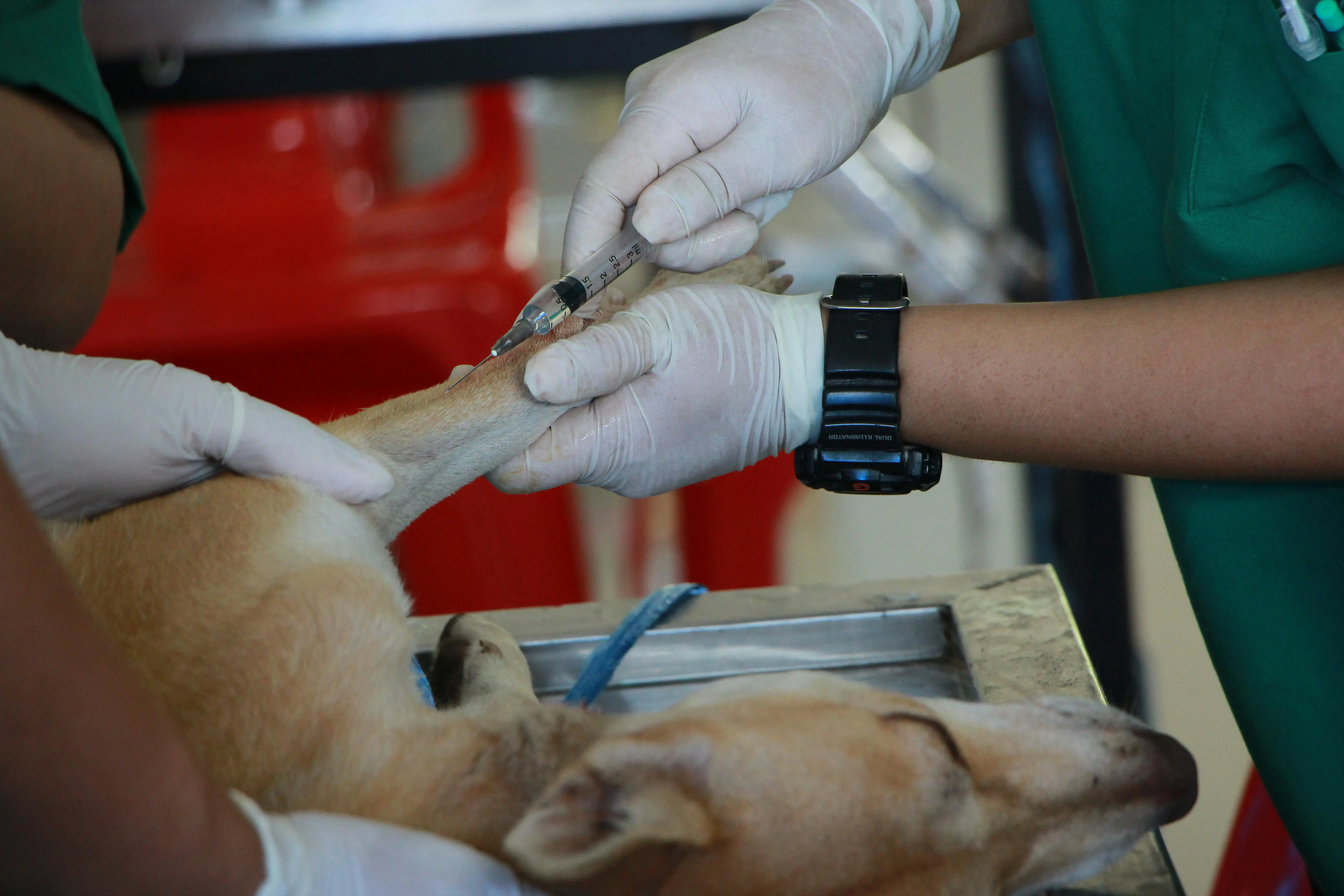 Veterinarians office